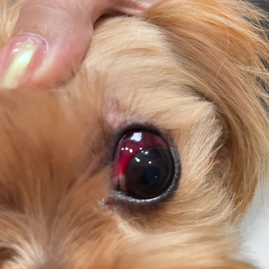Pink Eye Eye Injuries Is Human Eye Drops Safe For Dogs My Dog Has