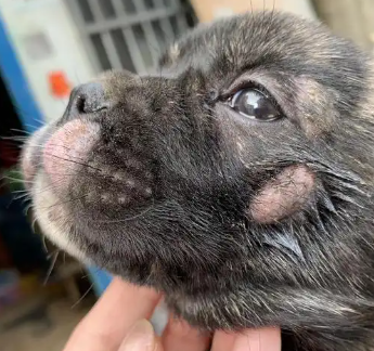 Dogs Get Ringworm
