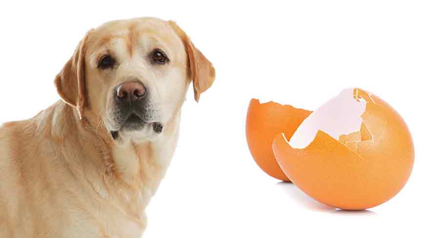 Dog can eat outlet egg