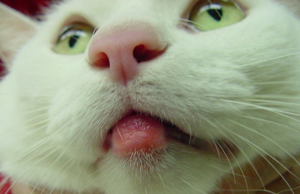 Cat swollen lip on sale treatment