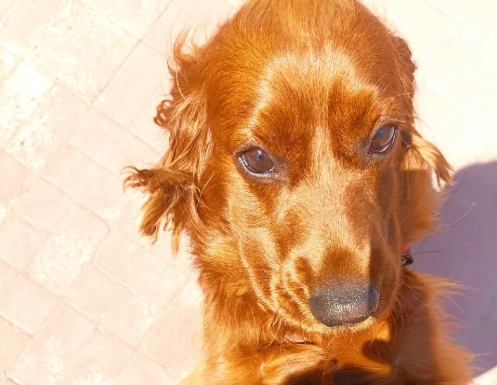 Fish Oil for Dogs