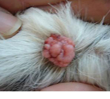 Dog warts that store bleed