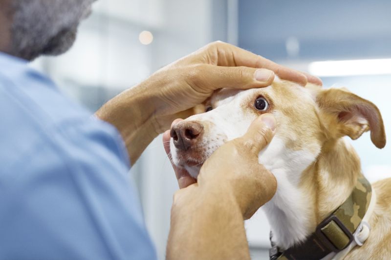 Treatment of Glaucoma in Dogs