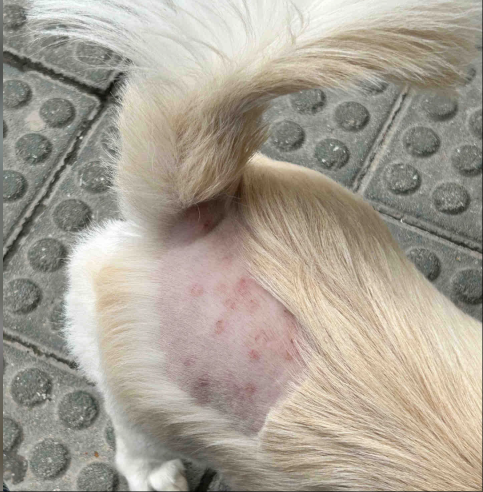 Hives in Dog