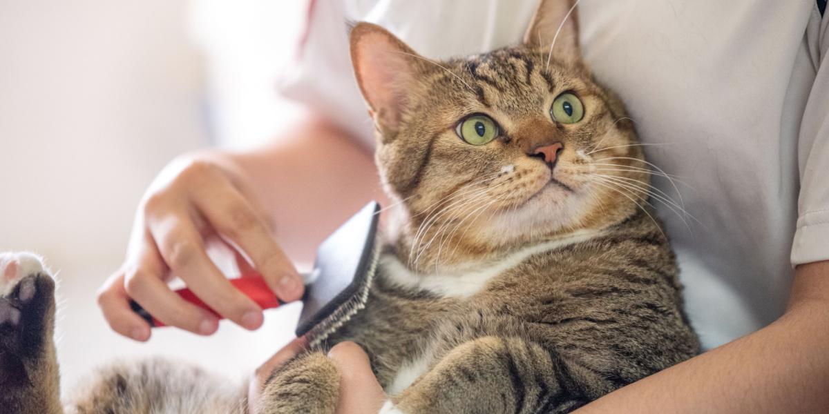 Cats: The Complete Guide to Pet Care