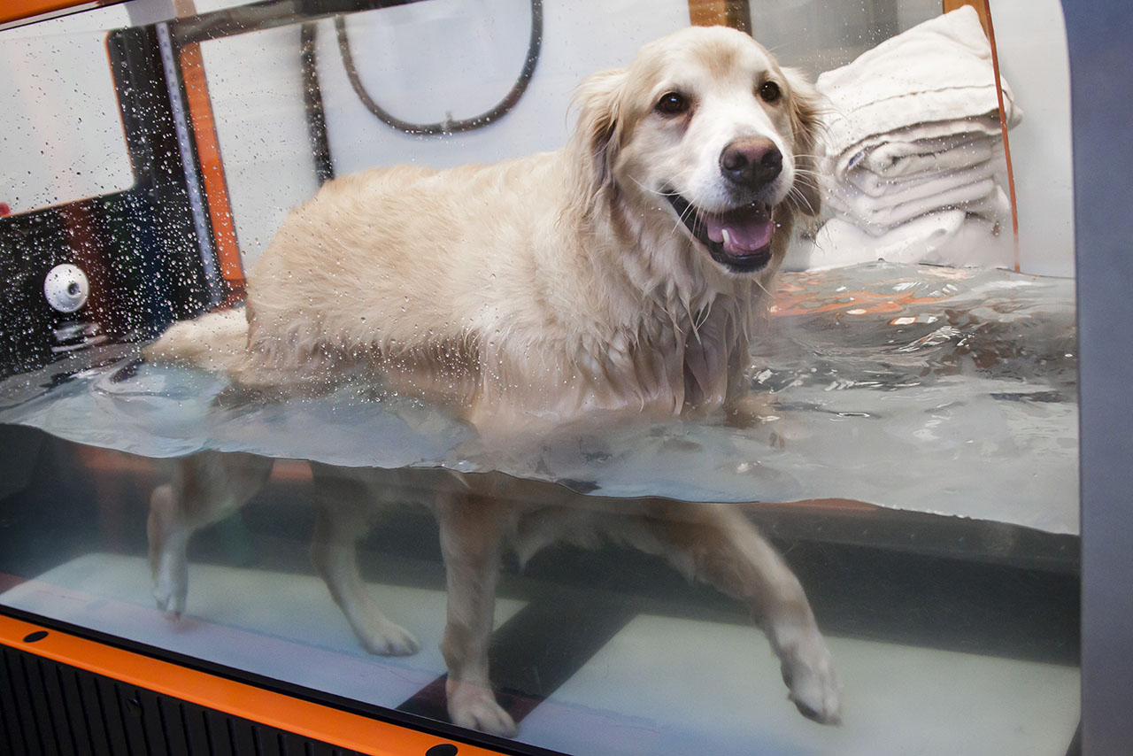 Hydrotherapy - Underwater Treadmill