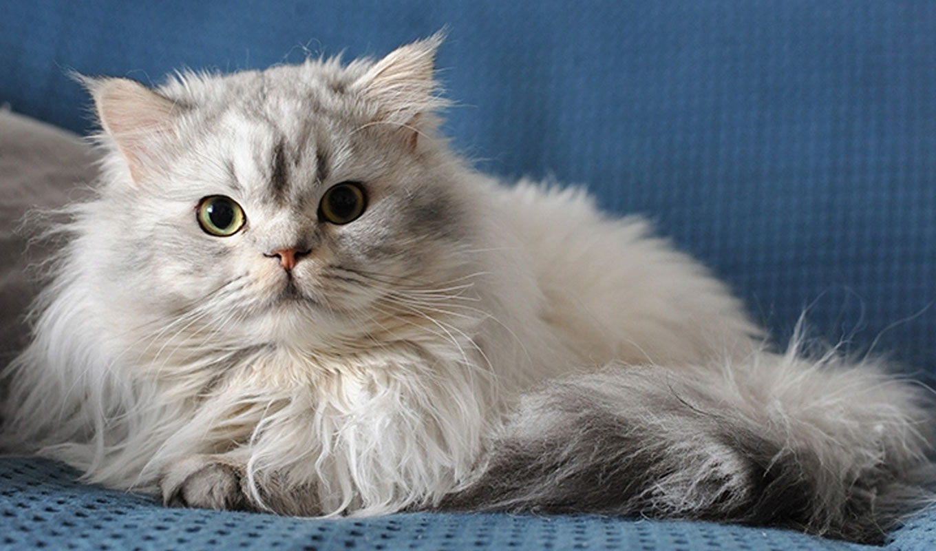 Decoding Cat HairballsPuainta®