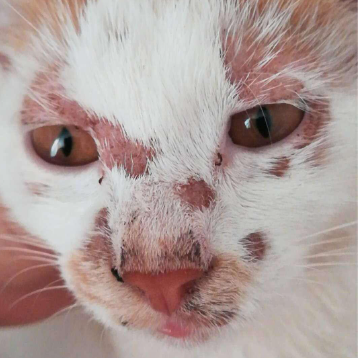 Mange That Affect Cats