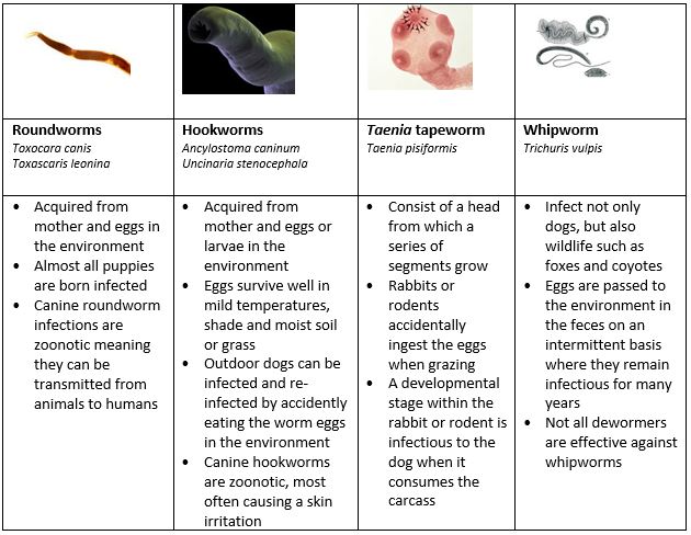 Pinworm medicine clearance for dogs