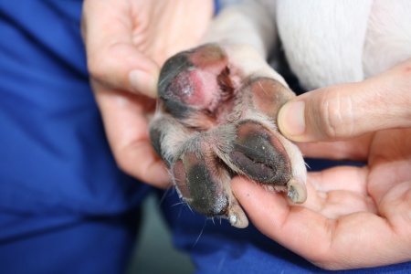 Burned dog paws store treatment