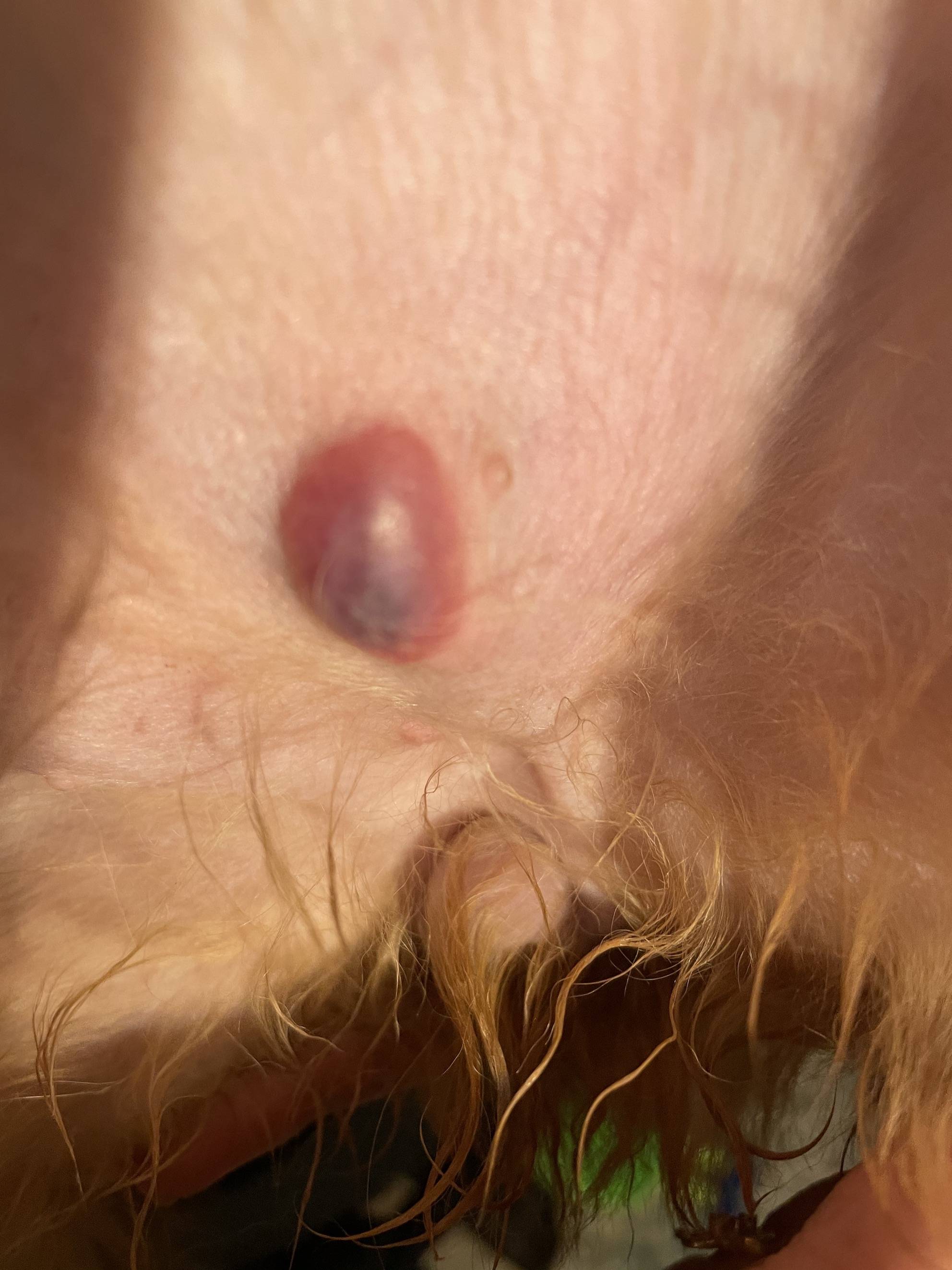 blood-blister-on-dog-causes-treatment-and-prevention-puainta