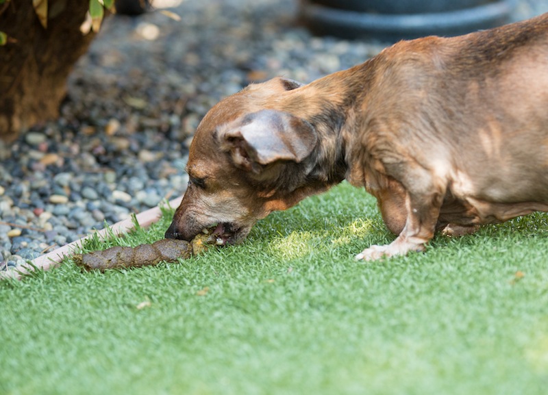 Dog just started sales eating poop