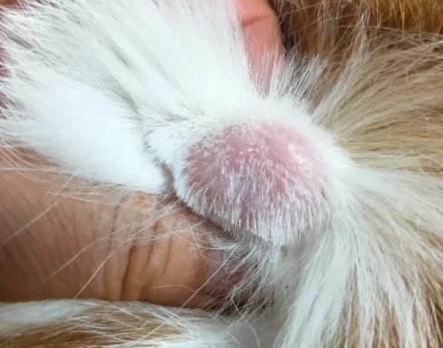 Skin Tags in Cats