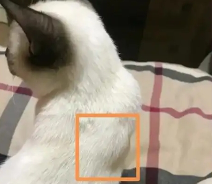 Skin Tags in Cats