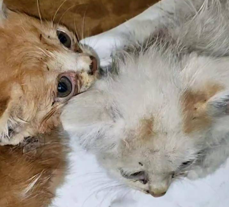 Symptoms of Lice in Cats