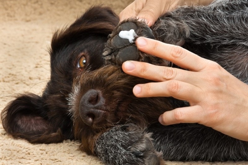 Vaseline on shop dog paws