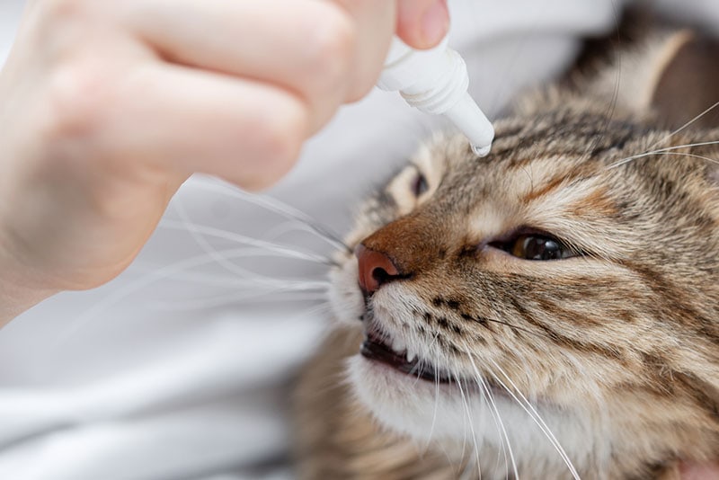 Giving eye hotsell drops to cats