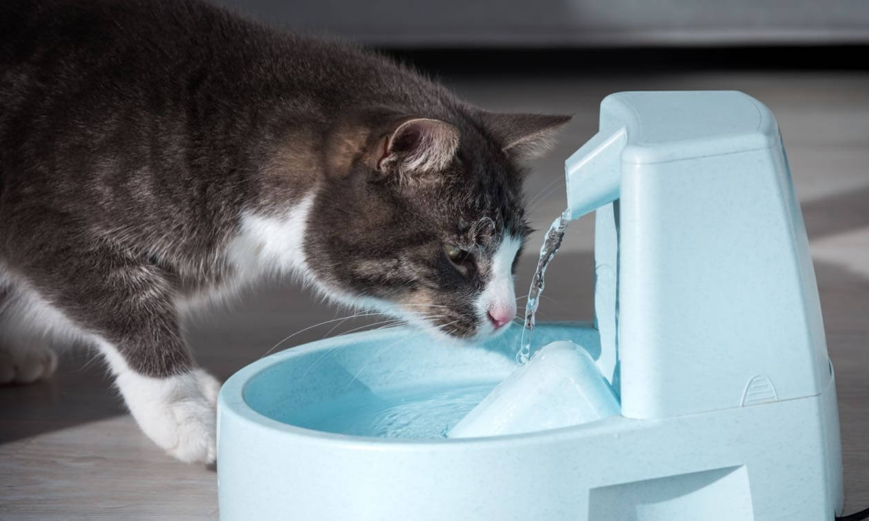 Cat is Vomiting Up Brown Liquid Causes and What to DoPuainta®