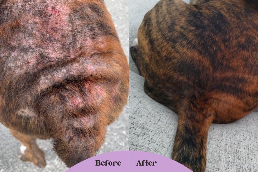 Moist dermatitis dog clearance treatment