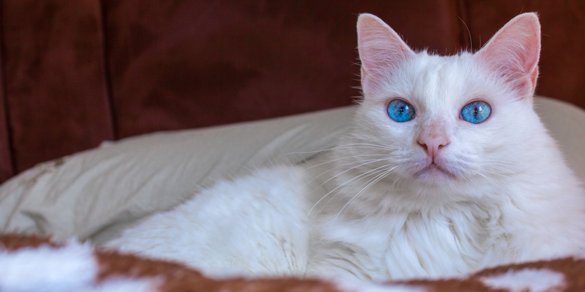 Albino store tabby cat