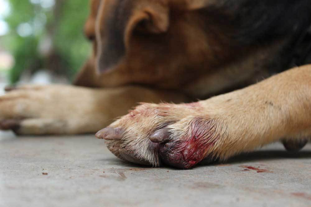 Why Are My Dog's Nails Worn Down to the Quick? - Dog Discoveries
