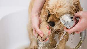 Home Remedy Dog Skin Irritation