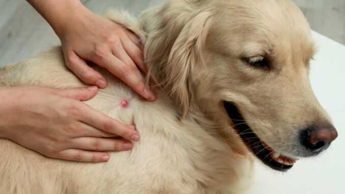 blood-blister-on-dog-causes-treatment-and-prevention-puainta