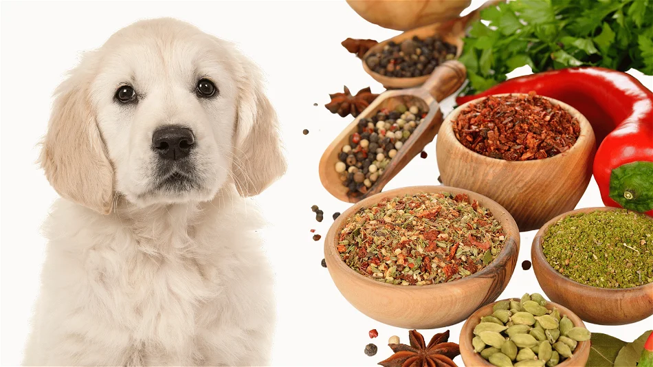 Spices safe for store dogs