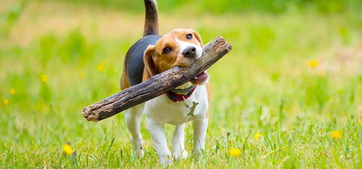 Dog keeps 2025 chewing sticks