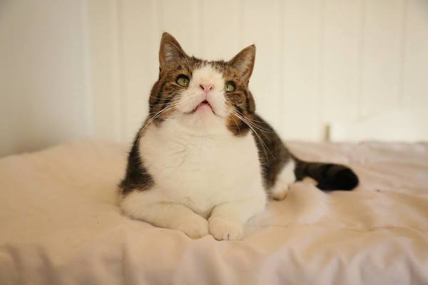 Cats that have down clearance syndrome