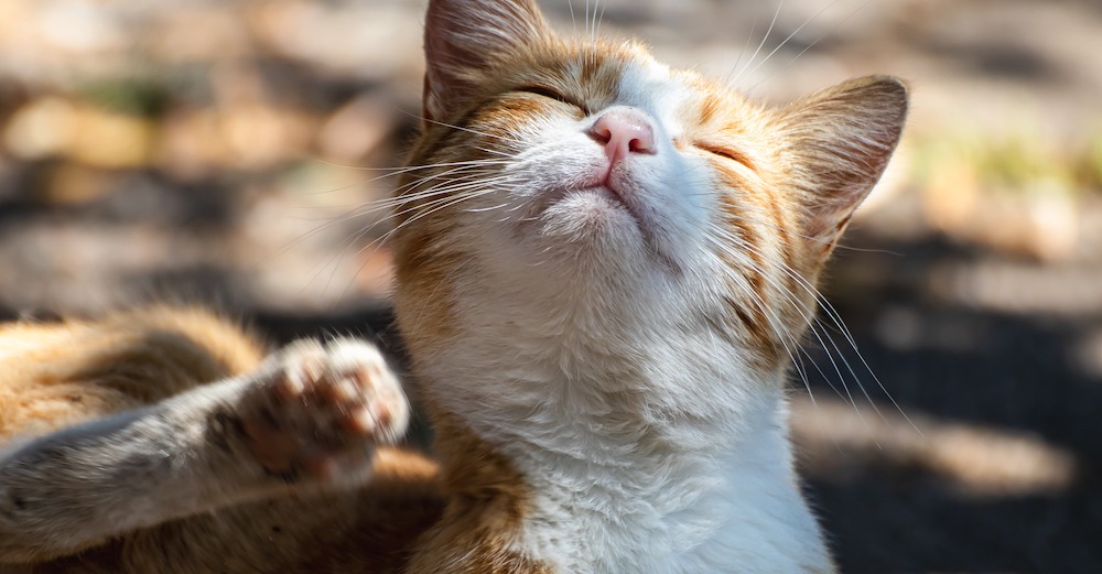 What Are Cats Allergic to-Puainta®