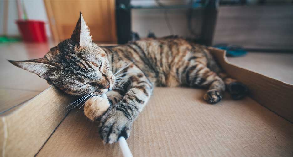 Is My Kitten Teething?