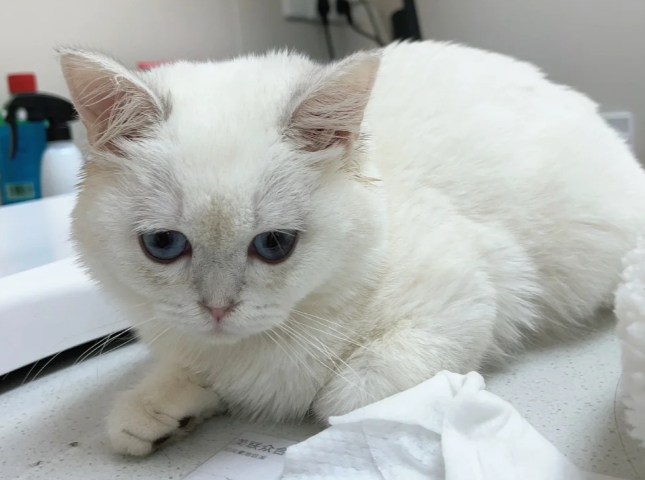 Feline Infectious Respiratory Disease
