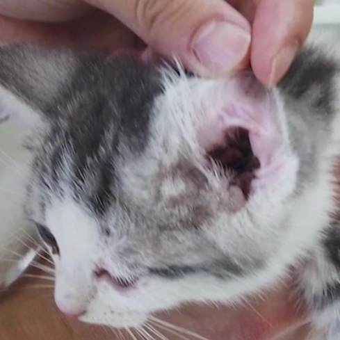 Picture of Cleaning Cat Ears: Tips, Precautions, and Common Mistakes