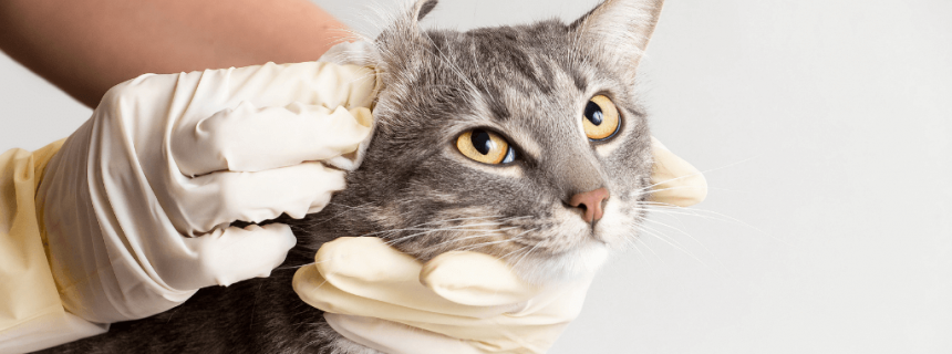 Cat ear infection home cheap remedy