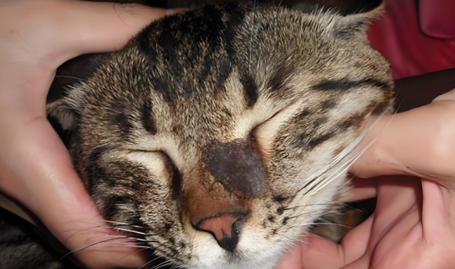 cat get mange