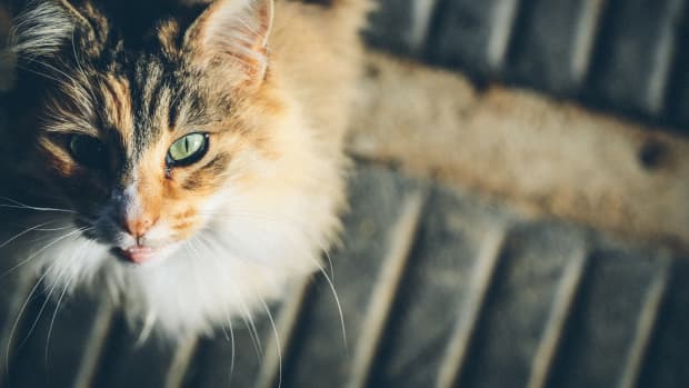 Reasons Why Cats Overgroom and How to Stop It