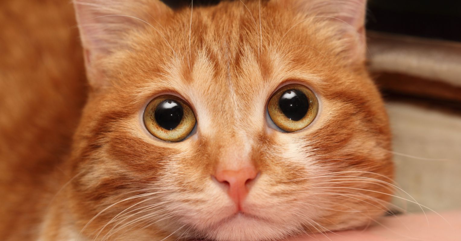 Do Cats Get JealousPuainta®