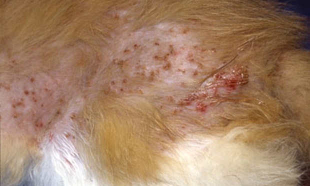 Cat shop dermatitis treatment