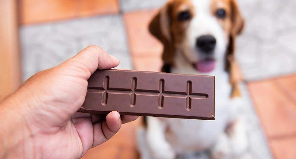 Dog ate chocolate hot sale but seems fine