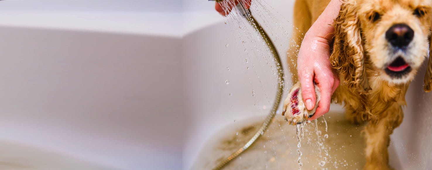 Dog Paw Burns Causes, Prevention, and TreatmentPuainta®