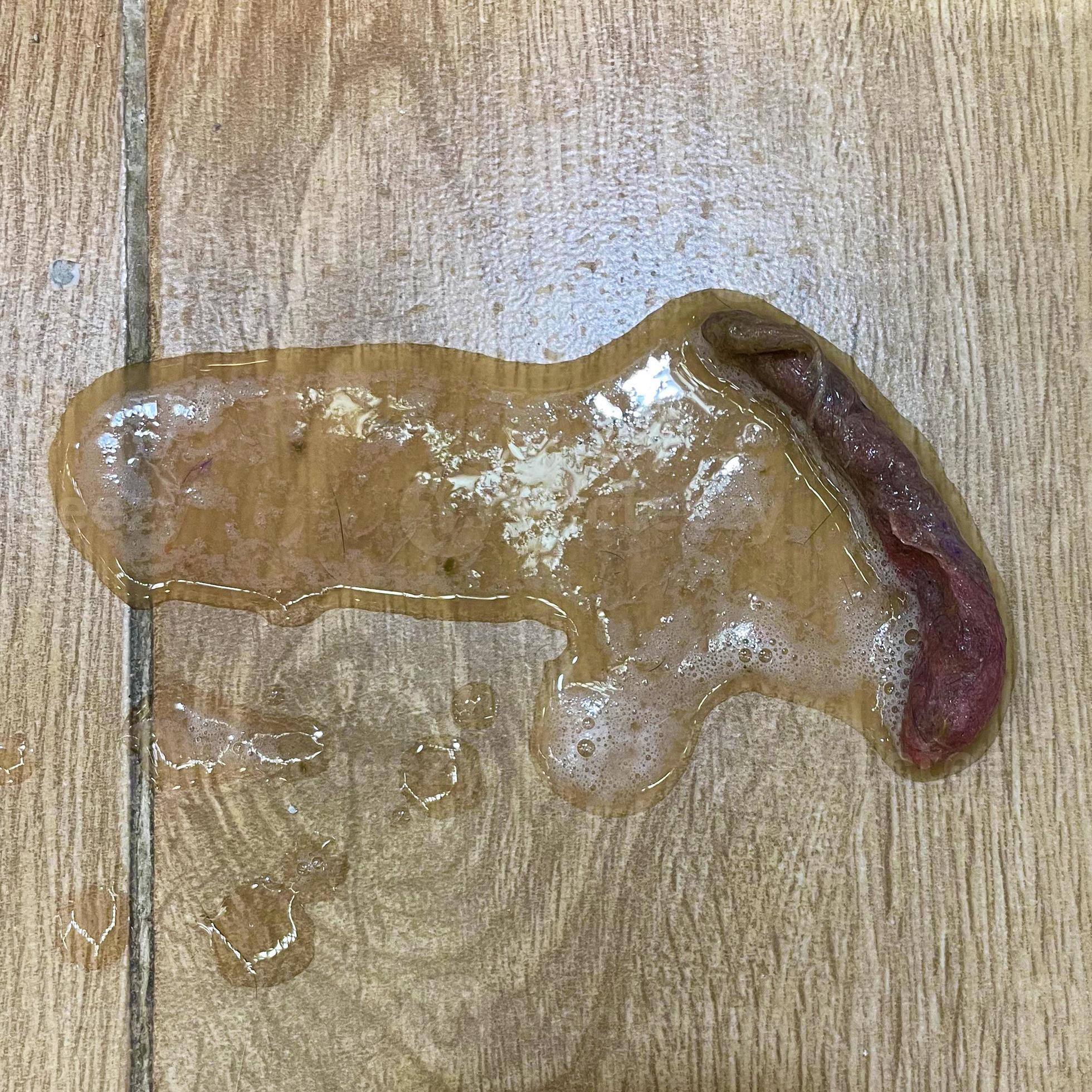 Cat Hairball Vomit Causes, Prevention, and CarePuainta®