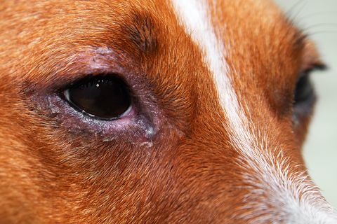 Dog seasonal allergies store eyes