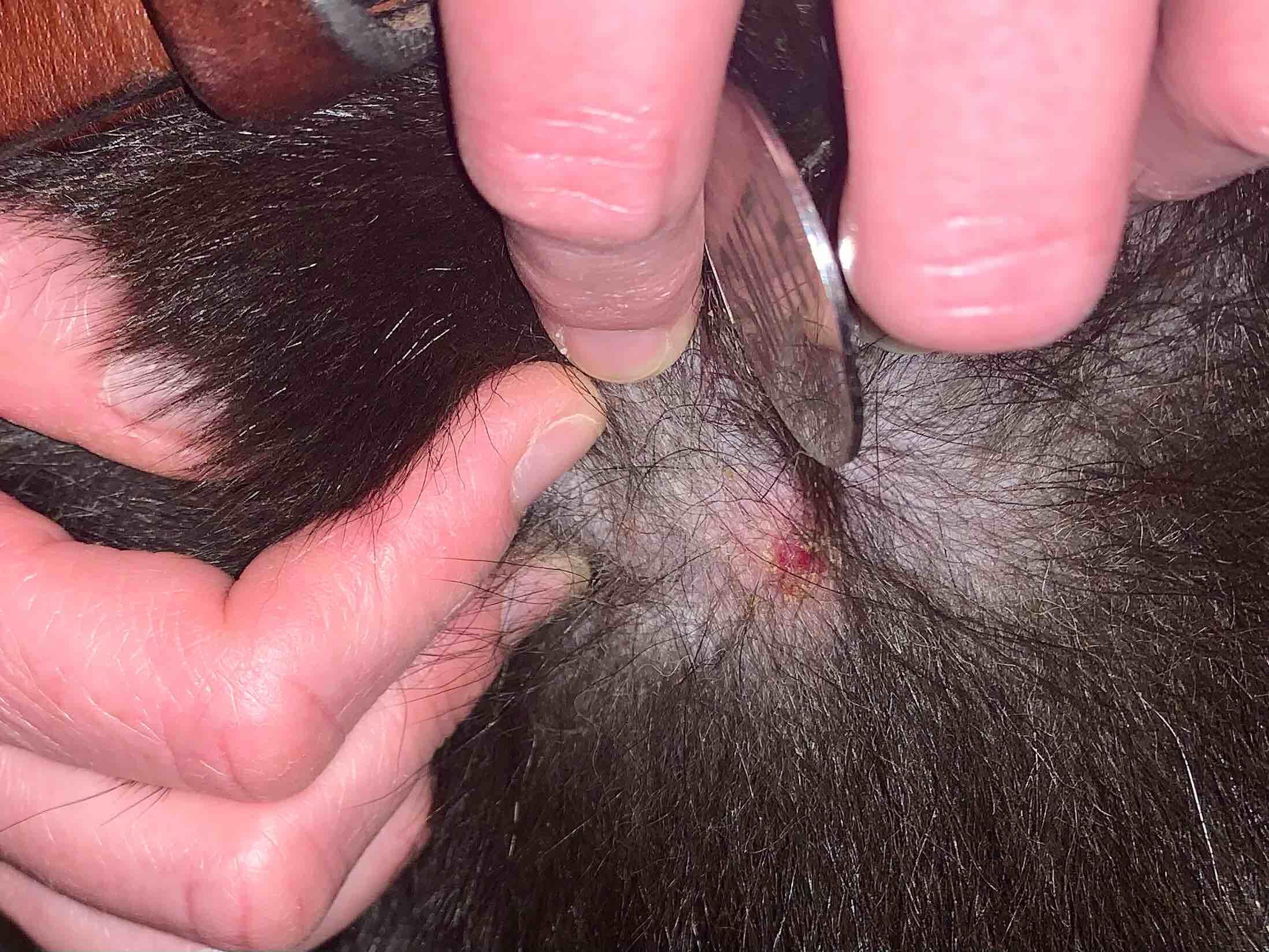 Puppy ingrown sale hair