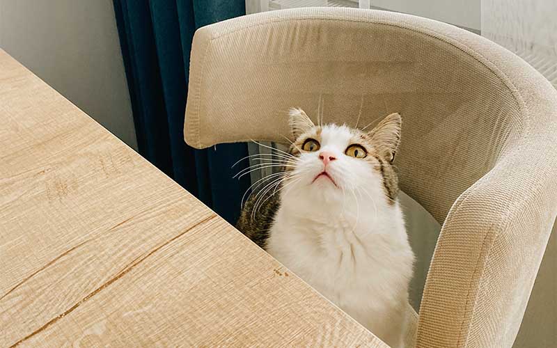 How to Discipline A CatPuainta®