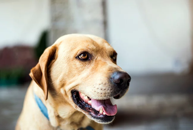 Dog breath outlet remedy