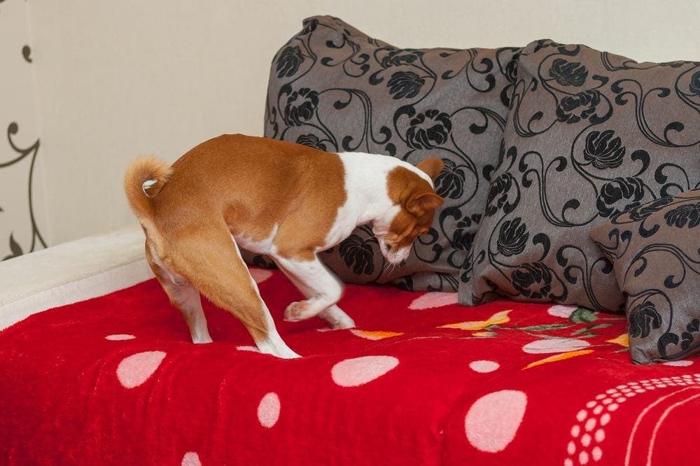 Why does my sale puppy scratch his bed