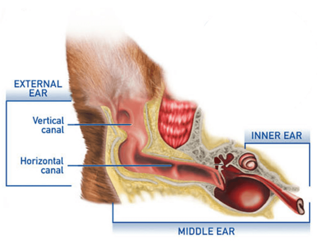 How Far Can Dogs Hear Exploring Canine Auditory AbilitiesPuainta®