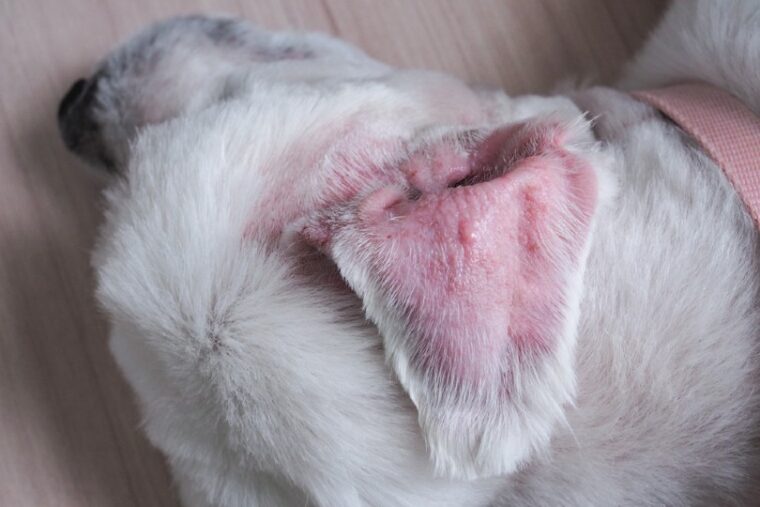 Dog ear hematoma outlet natural treatment