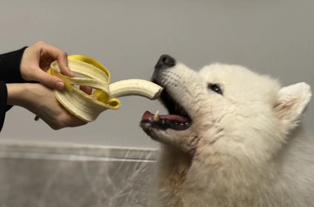 Can Dogs Safely Consume Banana Skin - Can I Give Dogs Small Piece Banana